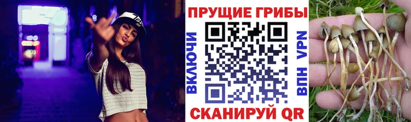 МЕГА зеркало  Новоалександровск  Галлюциногенные грибы GOLDEN TEACHER  наркошоп 